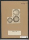 Coscinodiscus diversus Grun. (de-Toni-Nr.: Genus 202, Species 4961) Zeichnungen Sammlung Grunow Nr. 8553 (NHMW-BOT-W0378192)